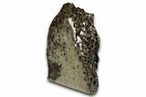 Free-Standing, Petoskey Stone (Fossil Coral) Section - Michigan #356978-1